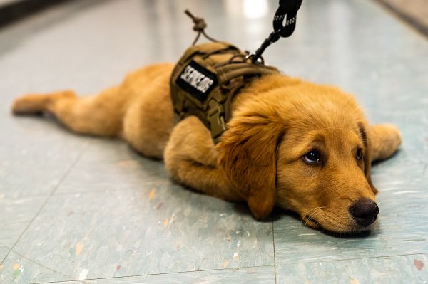 Koda, the new support dog for the 139th Airlift Wing, Missouri Air National Guard, poses during a photoshoot at Rosecrans Air National Guard Base, St. Joseph, Mo., Oct. 10, 2023. Koda is a 4-month-old goldendoodle training to be a certified post-traumatic stress disorder support dog, therapy dog and comfort dog. (U.S. Air National Guard photo by Senior Airman Janae Masoner) 
