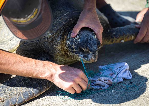 05 Pacific Islands Fisheries Navy Sea Turtles National Marine Fisheries Naval Facilities Hawaii Support Our Troops