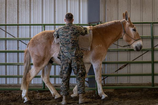 02 Marines USMC Mountain Warfare Training Center mules mountain training Civil War Afghanistan Support Our Troops